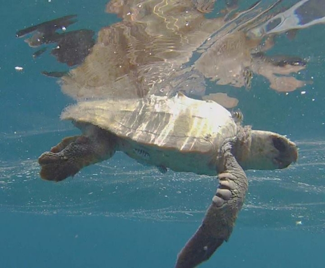 Tortuga buceando